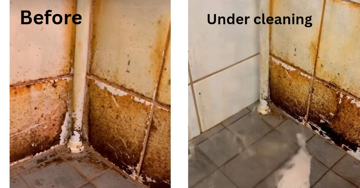 clean living environment in rochester ny
